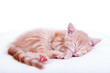 Katzenbaby