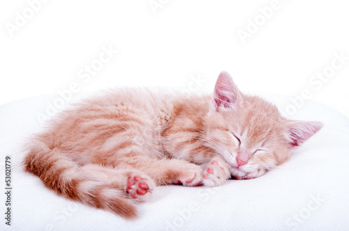 Photo: Katzenbaby Katzenbaby