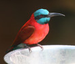 Photo: The Northern Carmine Bee Eater (Merops nubicus). The Northern Carmine Bee Eater (Merops nubicus).
