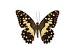 Photo: the lime butterfly the lime butterfly