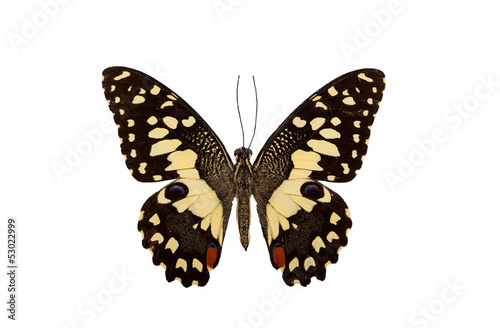 Photo: the lime butterfly the lime butterfly