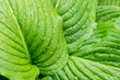 Hosta leaves close-up
