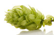 Photo: Hop cone and leaves on white background Hop cone and leaves on white background