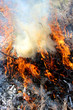 Fire in the forest
