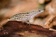 Portrait of eastern fence lizard, Sceloporus undulatus