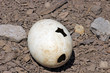 Photo: ostrich egg ostrich egg