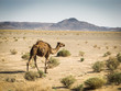 Atlas camel
