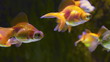 many goldfishes in aquarium
