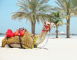 Camel resting on the beach