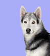 Siberian Husky