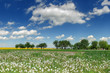 dandelion