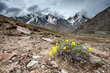 himalayas