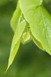 Das kleine grüne Blatt