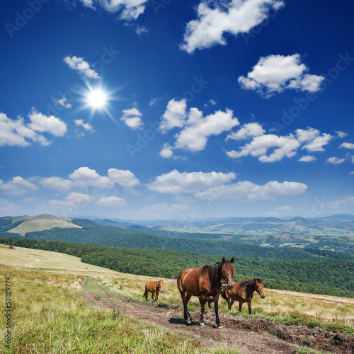 Photo: horse horse