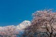 雁堤の桜と富士山