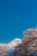 雁堤の桜と富士山