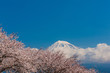 雁堤の桜と富士山