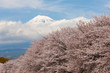 潤井川の桜並木と富士山