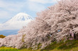 潤井川の桜並木と富士山