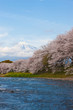 潤井川の桜並木と富士山