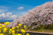 潤井川の桜並木と富士山