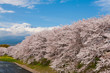 潤井川の桜並木と富士山