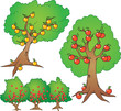 Apple, Orange Tree And Berry B...