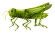 Grasshopper