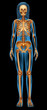 Human skeletal system