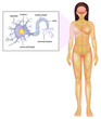 Female Neuron