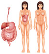 Human digestive system