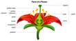Parts of a flower