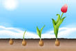 A Tulip
