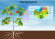Anatomy of the plant cell