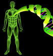 Male Human DNA