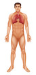 Human respiratory system