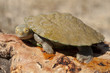 Baby tortoise.