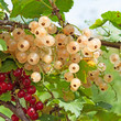 Photo: Johannisbeeren Johannisbeeren