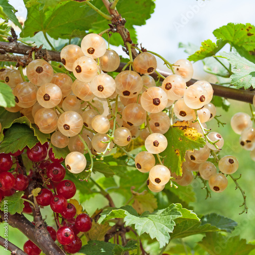 Photo: Johannisbeeren Johannisbeeren