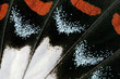 Butterfly wing, Orchard Swallowtail, Papilio Aegeus