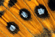 Butterfly wing, Painted Lady, Vanessa Kershawi
