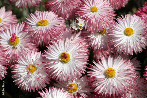 Photo: fleurs fleurs