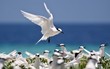 White tern