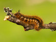 Foto: Euthrix potatoria Euthrix potatoria