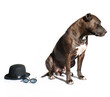 Dog actor