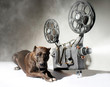 Foto: Dog and cinema Dog and cinema