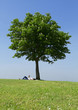 Woman reading under a tree