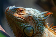 Iguana, silhouette, head