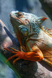 Iguana on a tree branch