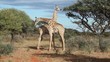 Two giraffe bulls fighting